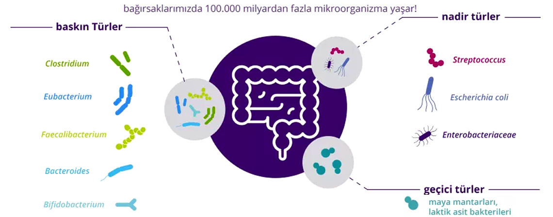 Probiotikler.com :: Bağışıklık Sistemi ::