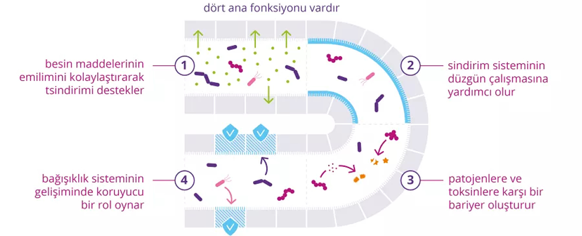 Probiotikler.com :: Sindirim Sağlığı ::
